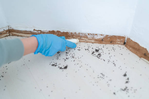 Best Wasp Removal Services  in Hyde Park, UT